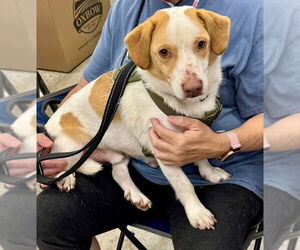 Beagle-Unknown Mix Dogs for adoption in Fairfax, VA, USA