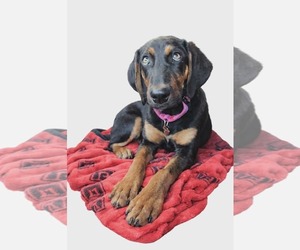 Mutt Dogs for adoption in Woodbury, NY, USA