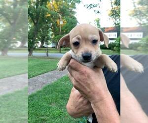 Chiweenie Dogs for adoption in Pacolet, SC, USA