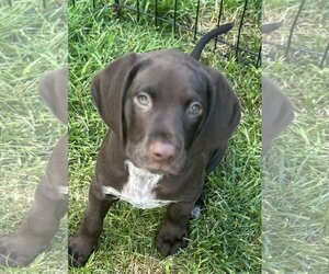 German Shorthaired Pointer Dogs for adoption in Okolona, MS, USA