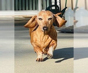 Dachshund Dogs for adoption in  Ramona, CA, USA