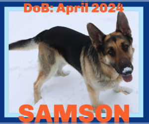 German Shepherd Dog Dogs for adoption in Sebec, ME, USA
