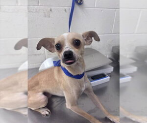 Chihuahua Dogs for adoption in San Bernardino, CA, USA