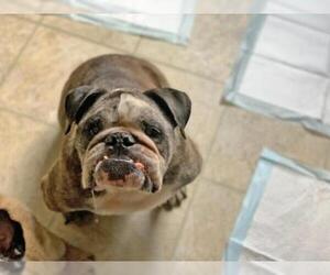 Bulldog Dogs for adoption in NYC, NY, USA