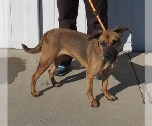 Black Mouth Cur Dogs for adoption in Louisville, KY, USA
