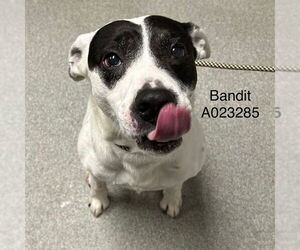 Medium Photo #2 American Pit Bull Terrier-Unknown Mix Puppy For Sale in Palmetto, FL, USA