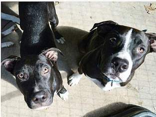Unknown-Weimaraner Mix Dogs for adoption in DeLand, FL, USA