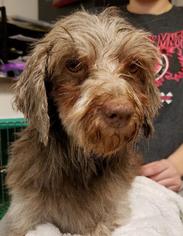 Havanese Dogs for adoption in Walnutport, PA, USA