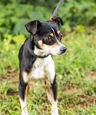 Chihuahua-Unknown Mix Dogs for adoption in Clarkesville, GA, USA