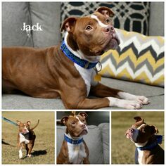 Medium Photo #1 American Pit Bull Terrier Puppy For Sale in Sioux Falls, SD, USA