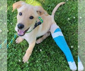 Labrador Retriever-Unknown Mix Dogs for adoption in San Diego, CA, USA