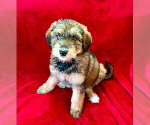 Australian Shepherd-Unknown Mix Dogs for adoption in Plainfield, IL, USA