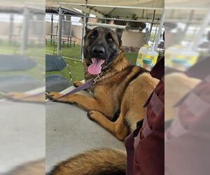Mutt Dogs for adoption in Downey, CA, USA