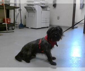 Miniature Schnauzer-Unknown Mix Dogs for adoption in Fayetteville, NC, USA
