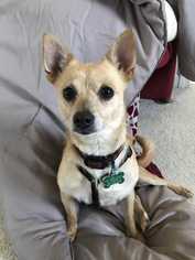 Chihuahua Dogs for adoption in Williston, VT, USA
