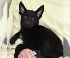 Mutt Dogs for adoption in Prattville, AL, USA