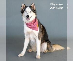 Siberian Husky-Unknown Mix Dogs for adoption in Conroe, TX, USA
