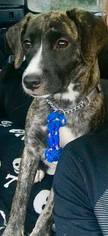 Staffordshire Bull Terrier Dogs for adoption in Arlington, WA, USA