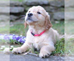 Golden Retriever Dogs for adoption in Enfield, CT, USA