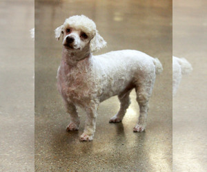 Poodle (Miniature) Dogs for adoption in Waco, TX, USA