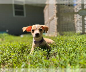 Chihuahua-Unknown Mix Dogs for adoption in New London, WI, USA