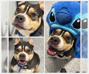 American Pit Bull Terrier-Unknown Mix Dogs for adoption in Westminster, MD, USA