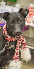 Labrador Retriever-Unknown Mix Dogs for adoption in Millington, TN, USA