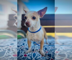 Chihuahua Dogs for adoption in Pacolet, SC, USA