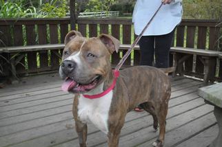 Bullboxer Pit Dogs for adoption in Birdsboro, PA, USA