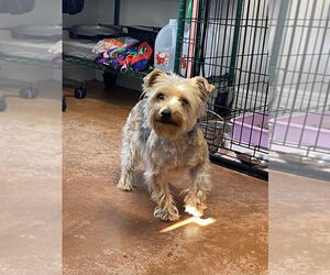 Mutt Dogs for adoption in Bolivar, MO, USA