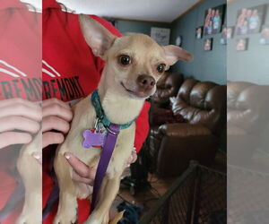 Chihuahua-Unknown Mix Dogs for adoption in New London, WI, USA