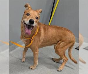 German Shepherd Dog Dogs for adoption in San Martin, CA, USA