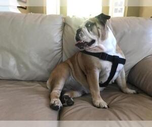 Bulldog Dogs for adoption in Maryville, TN, USA