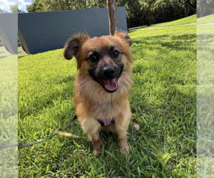 Pomeranian-Unknown Mix Dogs for adoption in Weston, FL, USA