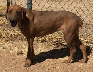 Redbone Coonhound Dogs for adoption in Apple Valley, CA, USA