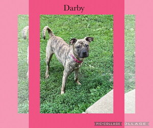 American Pit Bull Terrier-Unknown Mix Dogs for adoption in Kewanee, IL, USA