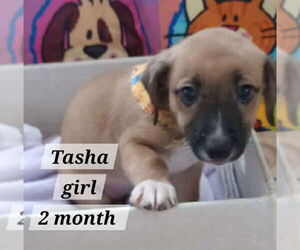 Chihuahua-Unknown Mix Dogs for adoption in Virginia Beach, VA, USA