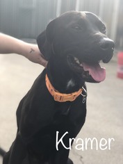 Lab-Pointer Dogs for adoption in Sonora, CA, USA