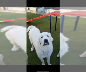 Great Pyrenees Dogs for adoption in Boise, ID, USA