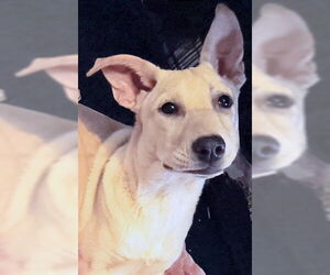 Carolina Dog-Unknown Mix Dogs for adoption in Rutherfordton, NC, USA