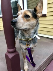 Mutt Dogs for adoption in East Amherst, NY, USA