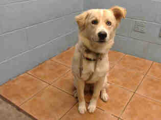 Border-Aussie Dogs for adoption in Downey, CA, USA