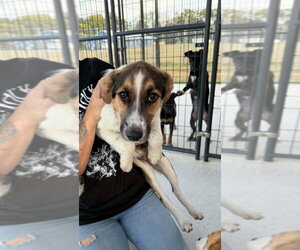 Australian Retriever Dogs for adoption in Bolivar, MO, USA