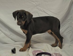 Doberman Pinscher-Unknown Mix Dogs for adoption in Silver Spring, MD, USA