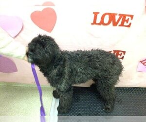Poodle (Standard) Dogs for adoption in Riverside, CA, USA