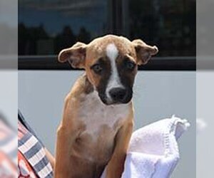 Labrador Retriever-Unknown Mix Dogs for adoption in Chantilly, VA, USA