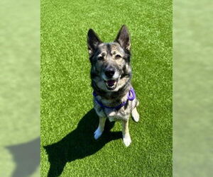 German Shepherd Dog Dogs for adoption in Salinas, CA, USA