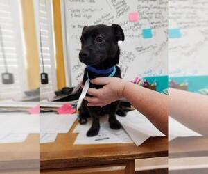Chiweenie Dogs for adoption in Marrero, LA, USA