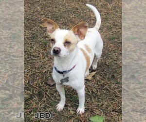Jack-Rat Terrier Dogs for adoption in Lindsay, CA, USA