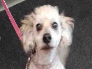 Poodle (Miniature) Dogs for adoption in Missoula, MT, USA